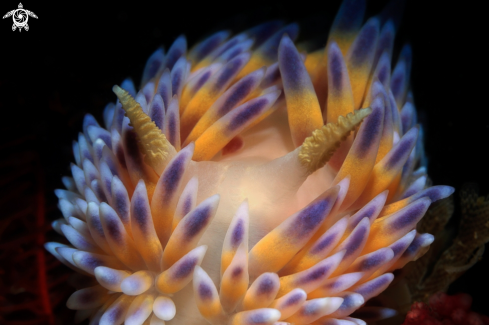 A Gasflame Nudibranch