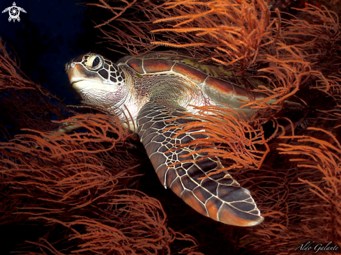 A Green Turtle