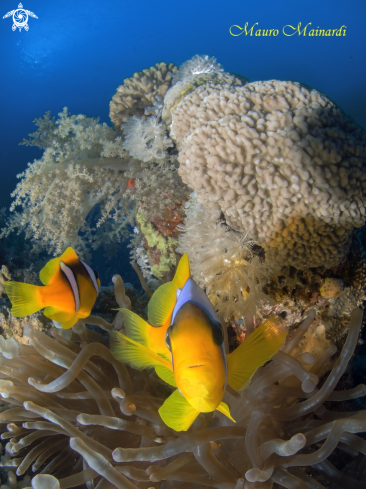 A Clownfish and anemone