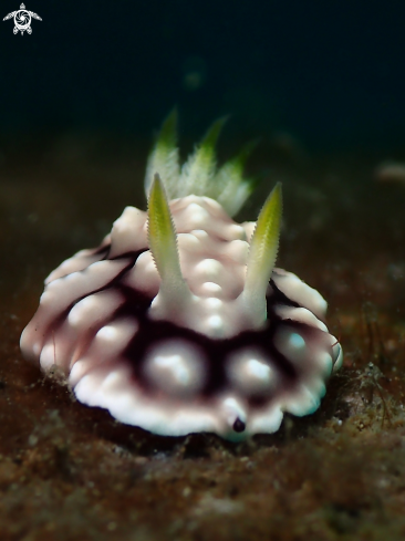 A Nudibranch