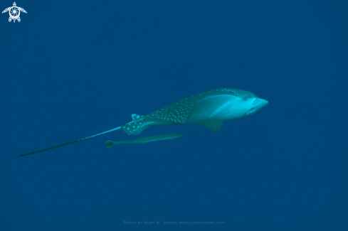 A Eagle Ray