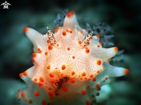 A Halgerda batangas | Nudibranch