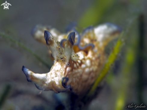 A Aplysia Parvula | Nudibranch