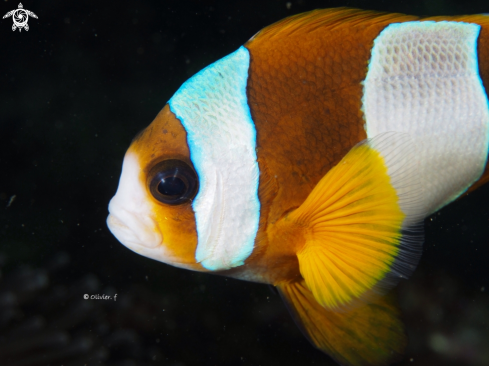 A Madagascar anemonefish 