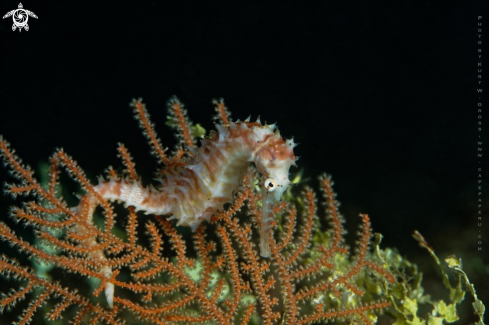 A Hippocampus histrix | Seahorse