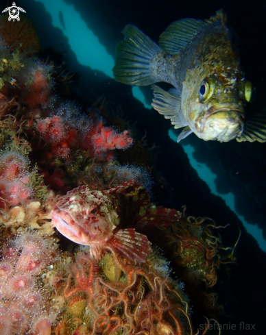 A Scorpaenichthys marmoratus and Sebastes atrovirens | Cabezon and kelp rockfish