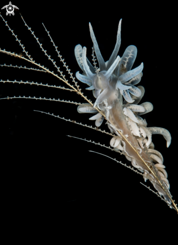 A Nudibranch | Phyllodesmium iriomotense