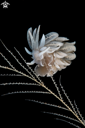 A Nudibranch | Phyllodesmium iriomotense