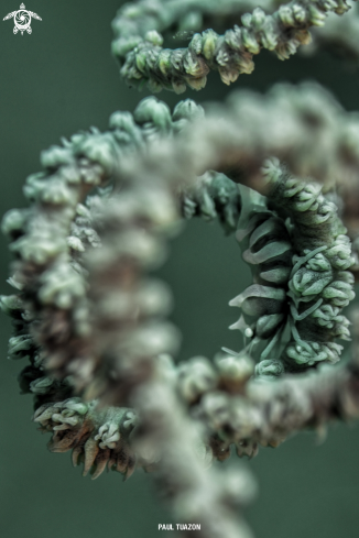 A Zanzibar Whip Coral Shrimp 