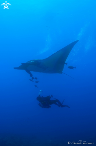 A Manta Birostris