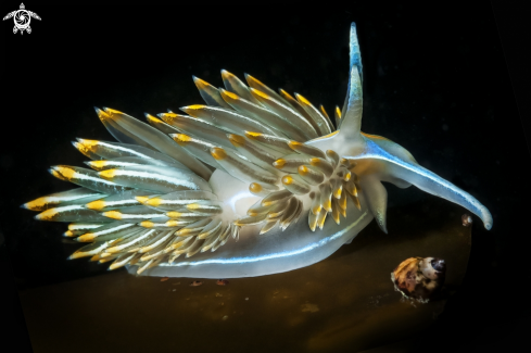 A Hermissenda crassicornis | Opalescent Nudibranch 