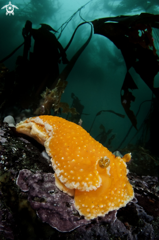 A orange peel nudibranch