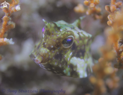 A Thorny-back cowfish