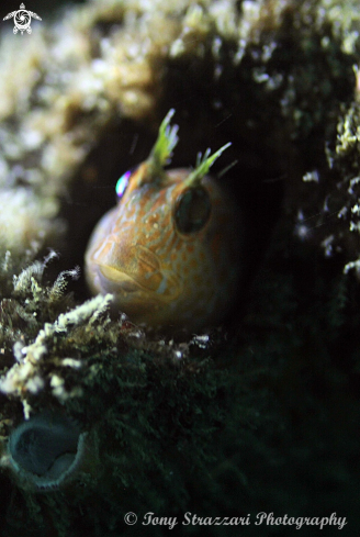 A Horned blenny