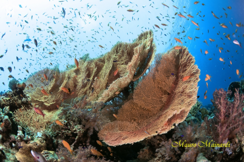 A Gorgonian