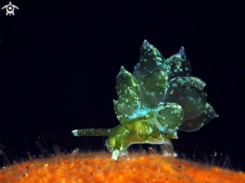 A Nudibranch