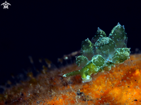 A Nudibranch