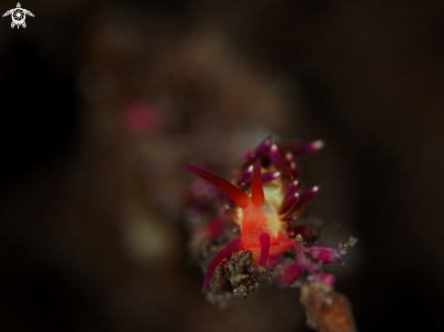 A Nudibranch