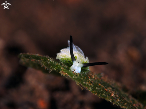 A Costasiella  | Sheep nudi