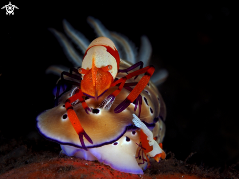 A Nudibranch and emperor shrimp