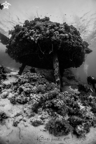 A Jacques Cousteau Shelf 