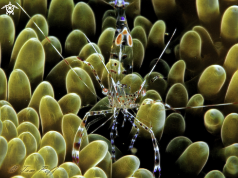 A Cleaner Shrimp