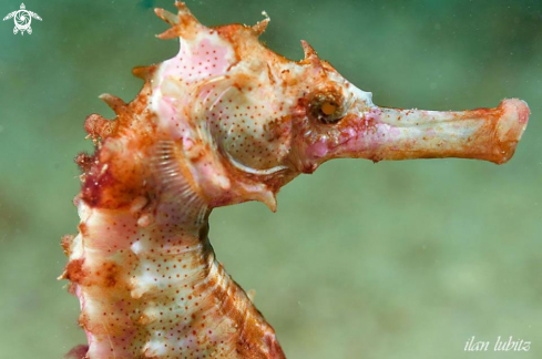 A sea horse