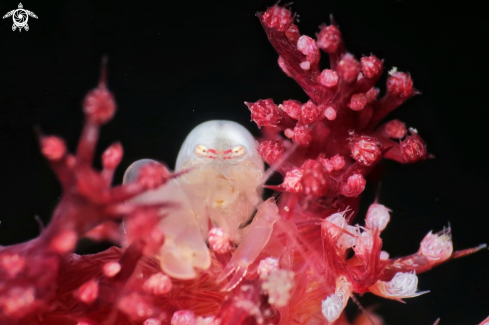 A Snapping Shrimp