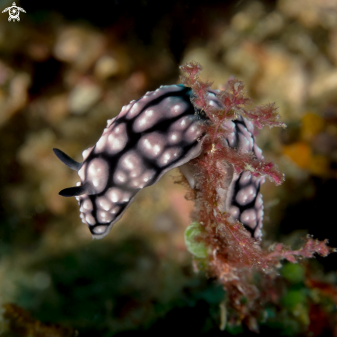 A Nudibrach