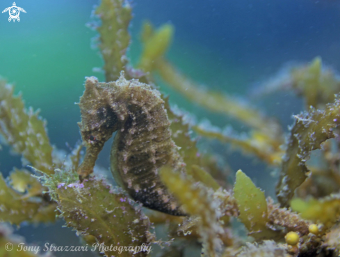 A White's seahorse