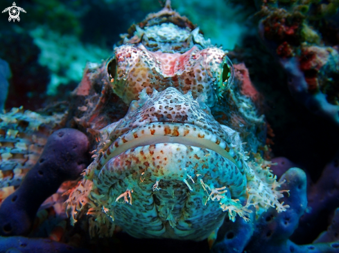 A Scorpaenopsis barbata, | scorpionfish