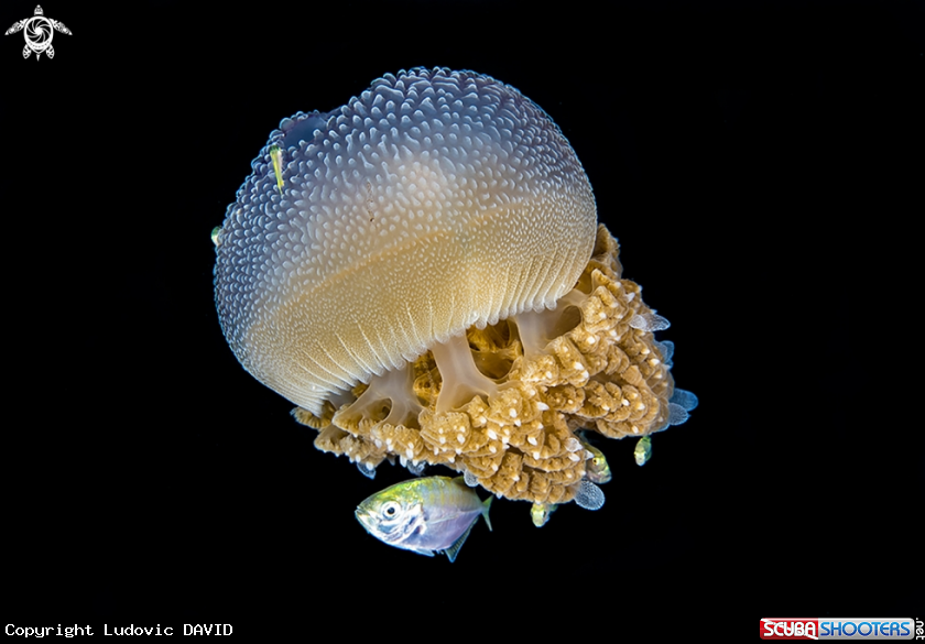 A Rhizostom Jellyfish