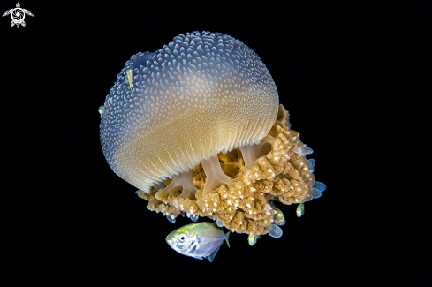 A Rhizostom Jellyfish