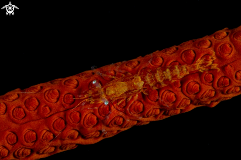 A Yonge's gorgonian shrimp