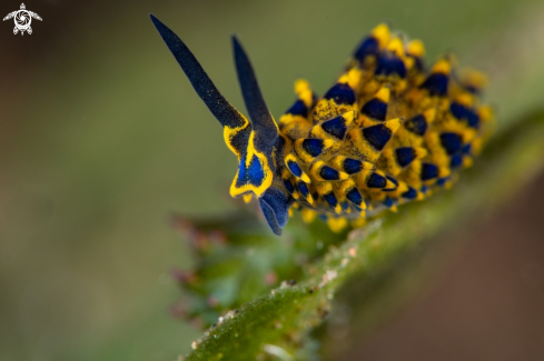 A Costasiella sp. | Shaun the sheep