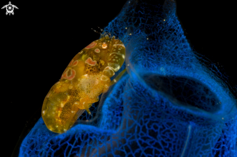 A Odontonia katoi | Tunicate tattoo shrimp