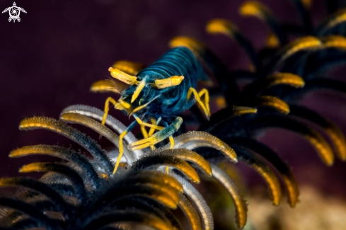 A Laomenes amboinensis | Ambon crinoid shrimp