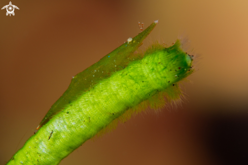 A Latreutes pymoeus | Bignose seagrass shrimp