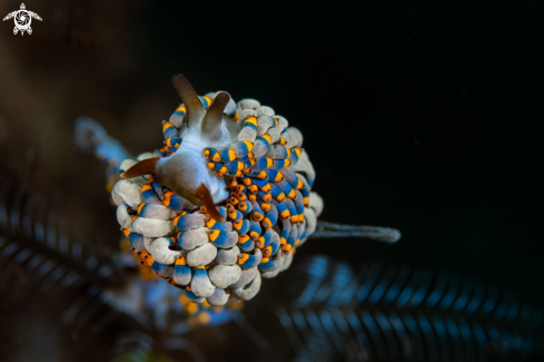 A Trinchesia sp.  | Nudibranch