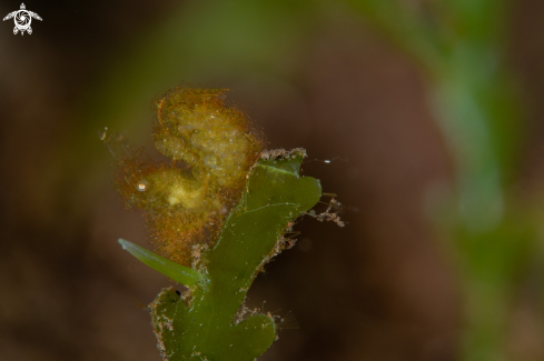 A Phycocaris cf. simulans | Green hairy shrimp