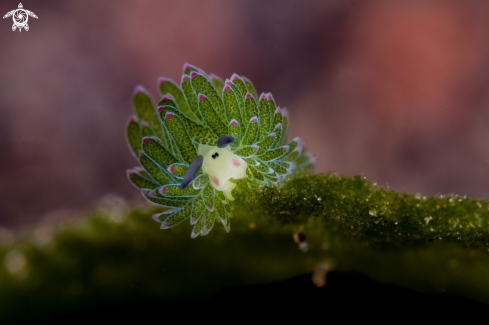 A Costasiella sp. | Shaun the sheep