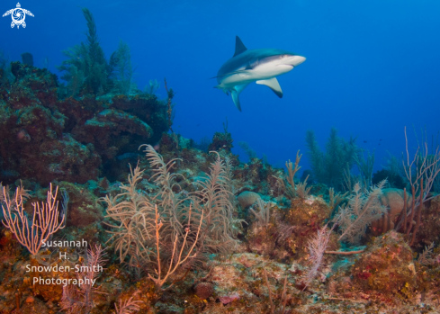 A Caribbean reef shark