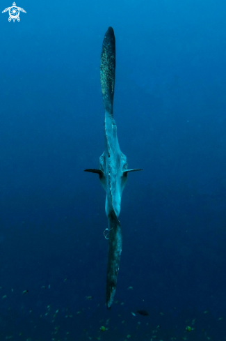 A Mola alexandrini | Mola