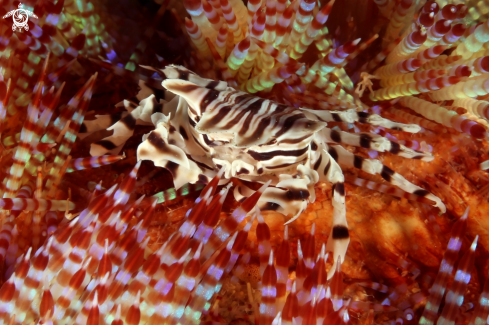 A Zebrida adamsi | Zebra Crab