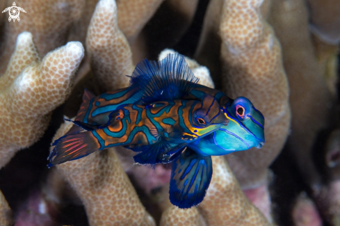 A Synchiropus splendidus | Mandarin Fish