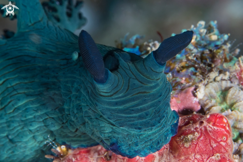 A Miller's Nembrotha Nudibranch