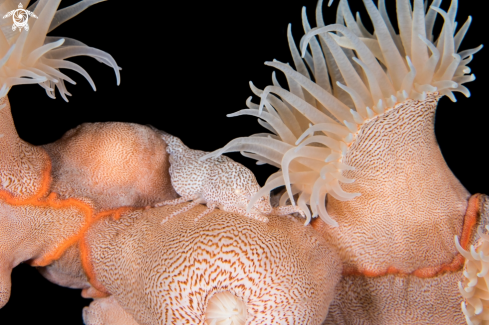 A Leopard Anemone Shrimp