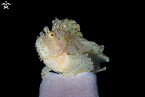 A Taenianotus triacanthus | Leaf scorpion fish