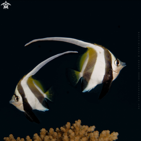 A Longfin Bannerfish