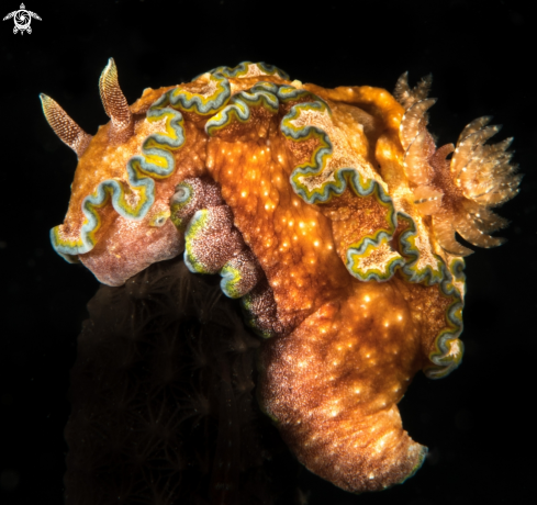 A Nudibranch